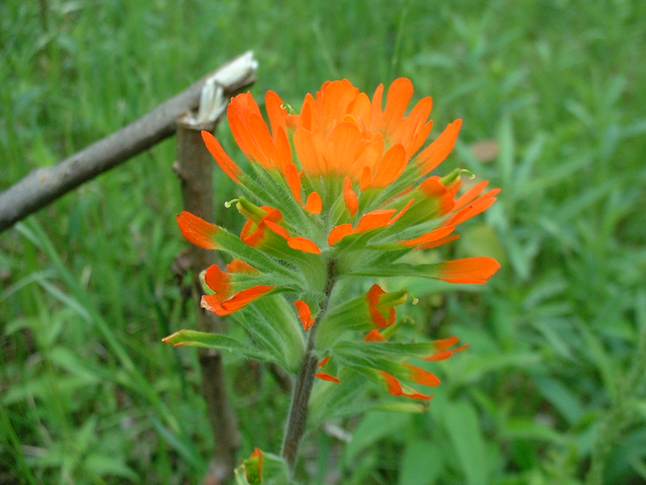 Castilleja coccinea